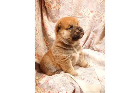 成約済の鹿児島県の柴犬-361938の4枚目